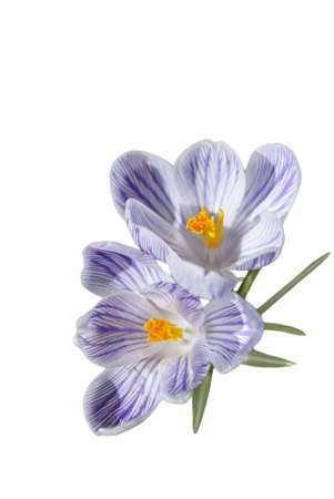 Blooming purple and white crocus flowers isolated on white backgroundの写真素材
