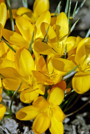 Blooming yellow crocus flowers in the sunlight  in early springの写真素材