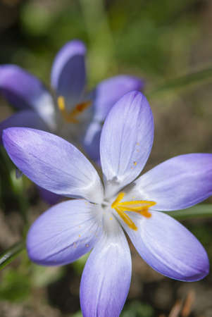 Close up of purple crocus in the spring garden