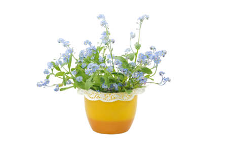 Blue forget-me-not flowers in the yellow pot isolated on white backgrowndの写真素材