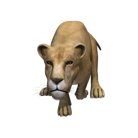 3D digital render of a jumping female lion isolated on white backgroundの写真素材