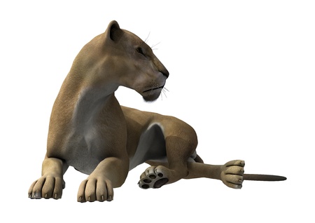 3D digital render of a lying lioness isolated on white backgroundの写真素材