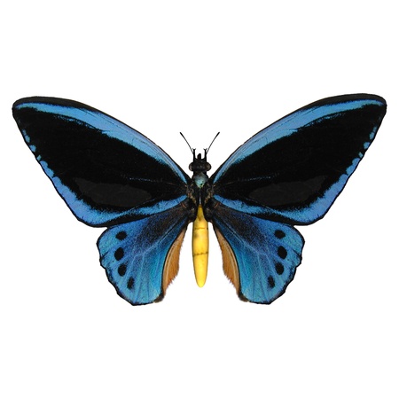3D digital render of a Birdwing, a papilionid butterfliy native to Southeast Asia and Australasia, isolated on white backgroundの写真素材