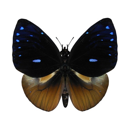 3D digital render of a queen cracker butterfly isolated on white backgroundの写真素材
