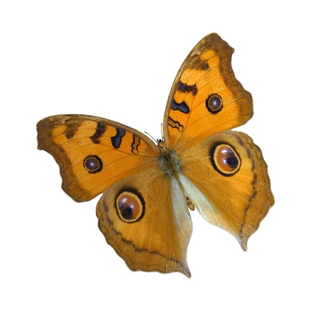 3D digital render of a Meadow Argus  Junonia villida , a butterfly in the family Nymphalidae, commonly found in Australia, isolated on white backgroundの写真素材
