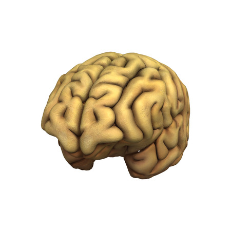 3D digital render of a human brain isolated on white background