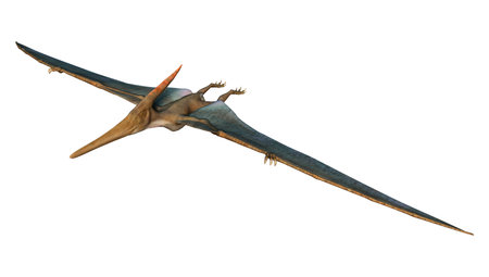 3D digital render of a prehistoric flying reptile Pteranodon isolated on white backgroundの写真素材