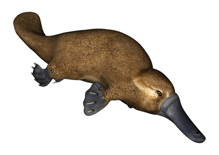 3d digital render of a semi-aquatic mammal native to eastern australia platypus isolated on whiteの写真素材