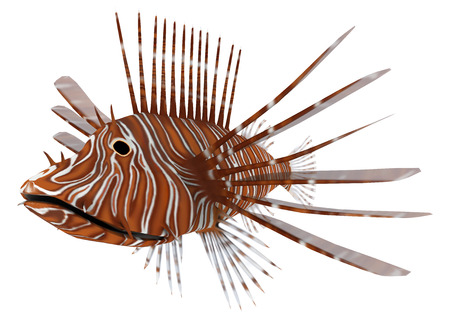 3D digital render of a Pterois or lionfish, a genus of venomous marine fish from the Indo-Pacific, isolated on white backgroundの写真素材