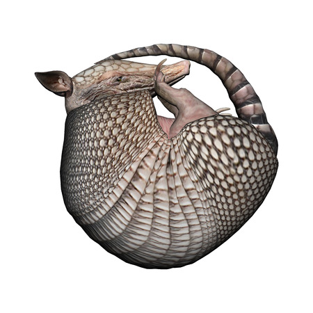3D digital render of a Armadillos, a New World placental mammal with a leathery armor shell, isolated on white backgroundの写真素材