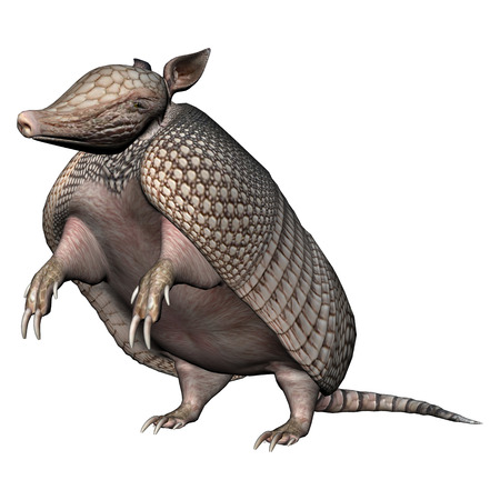 3D digital render of a Armadillos, a New World placental mammal with a leathery armor shell, isolated on white backgroundの写真素材