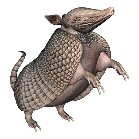 3d digital render of a armadillos, a new world placental mammal with a leathery armor shell, isolated on whiteの写真素材