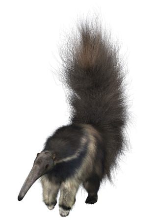 3D digital render of an amazing animal giant anteater isolated on white backgroundの写真素材