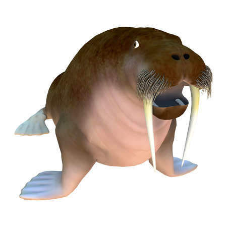 3D digital render of a large walrus isolated on white backgroundの写真素材
