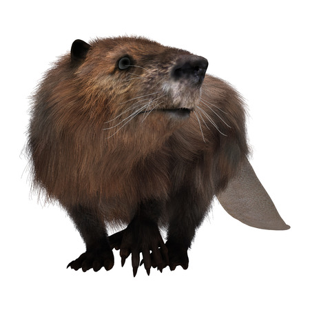 3D digital render of a cute beaver isolated on white backgroundの写真素材