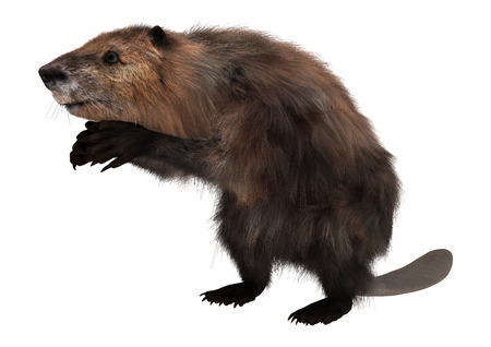 3D digital render of a cute beaver isolated on white backgroundの写真素材