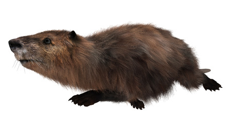 3D digital render of a cute swimming beaver isolated on white backgroundの写真素材