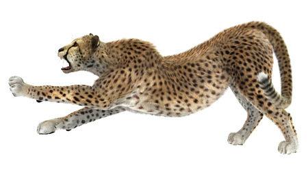 3D digital render of a cheetah isolated on white backgroundの写真素材