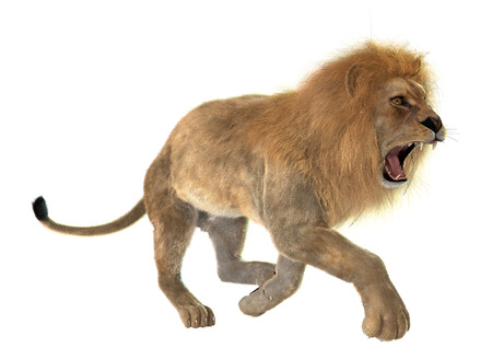 3D digital render of an angry running male lion isolated on white backgroundの写真素材