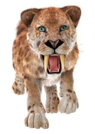 3D digital render of a trotting smilodon or a saber toothed cat isolated on white backgroundの写真素材