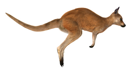 3D digital render of a jumping red kangaroo isolated on white backgroundの写真素材