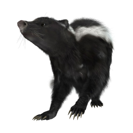 3D digital render of a skunk isolated on white backgroundの写真素材