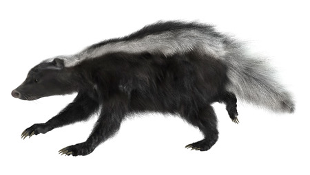 3D digital render of a running skunk isolated on white backgroundの写真素材