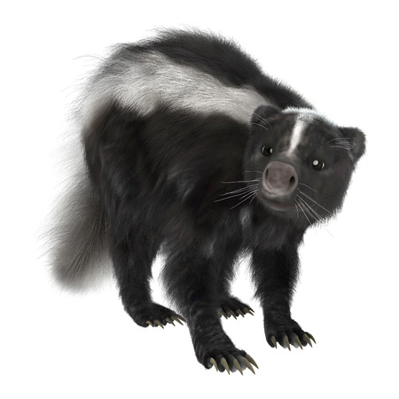 3D digital render of a skunk isolated on white backgroundの写真素材