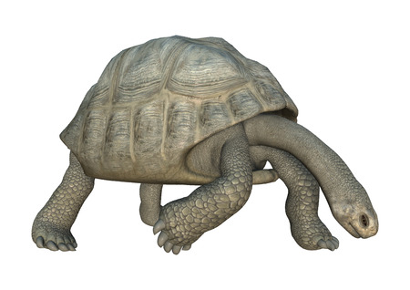 3D digital render of a Galapagos tortoise looking down isolated on white background,の写真素材