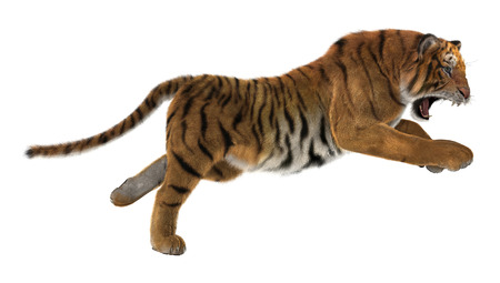 3D digital render of a hunting big cat tiger isolated on white background