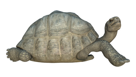 3D digital render of a Galapagos tortoise isolated on white backgroundの写真素材