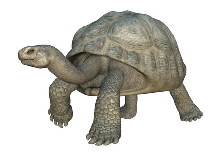 3D digital render of a walking Galapagos tortoise isolated on white backgroundの写真素材
