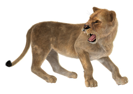 3D digital render of an angry female lion isolated on white backgroundの写真素材