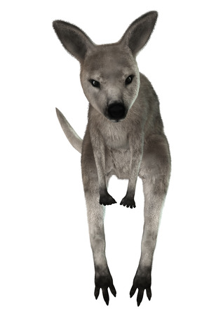 3D digital render of a grey baby kangaroo isolated on white backgroundの写真素材