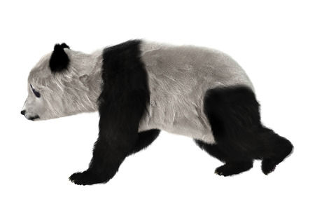 3D digital render of a cute panda bear isolated on white backgroundの写真素材