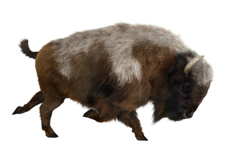 3D digital render of an American bison or American buffalo, a North American species of bison, isolated on white backgroundの写真素材