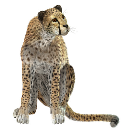 3D digital render of a cheetah isolated on white backgroundの写真素材