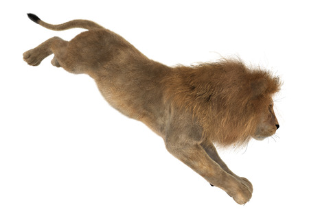 3D digital render of a male lion isolated on white backgroundの写真素材