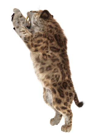 3D digital render of a smilodon or a saber toothed cat isolated on white backgroundの写真素材
