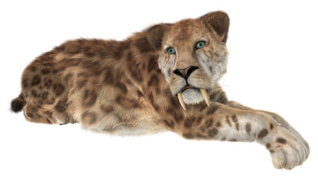 3D digital render of a smilodon or a resting saber toothed cat isolated on white backgroundの写真素材