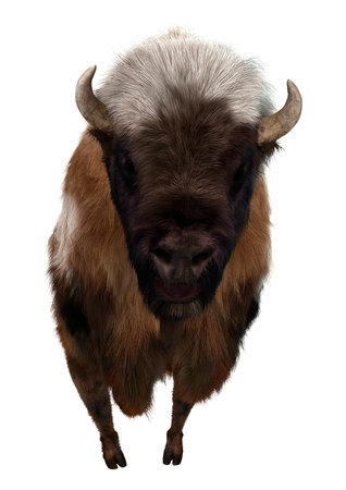 3d digital render of an american bison isolated on whiteの写真素材