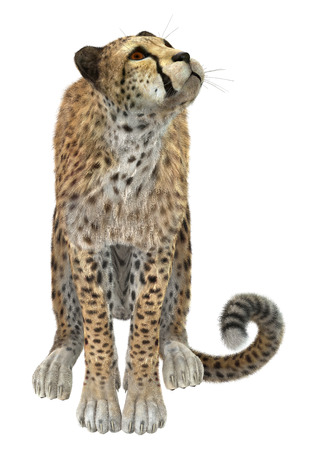 3d digital render of a sitting cheetah isolated on whiteの写真素材
