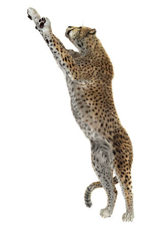 3d digital render of a cheetah isolated on whiteの写真素材