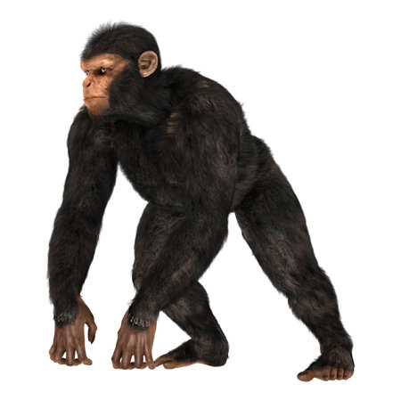 3D digital render of a big chimpanzee isolated on white background