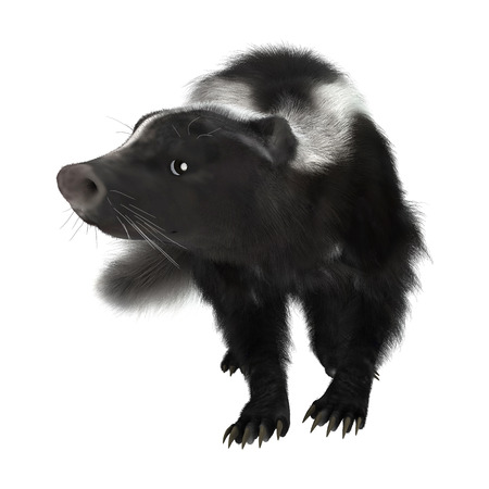 3D digital render of a cute skunk isolated on white backgroundの写真素材