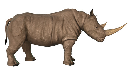 3D digital render of a rhinoceros isolated on white backgroundの写真素材