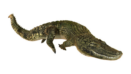 3D digital render of an American alligator or Alligator mississippiensis isolated on white backgroundの写真素材