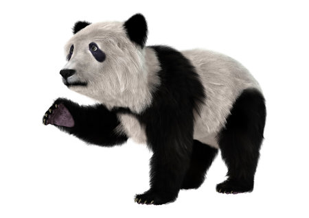 3D digital render of a panda bear cub resting isolated on white backgroundの写真素材