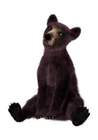 3D digital render of a black bear cub isolated on white backgroundの写真素材