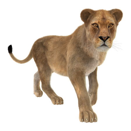 3D digital render of a female lion isolated on white backgroundの写真素材